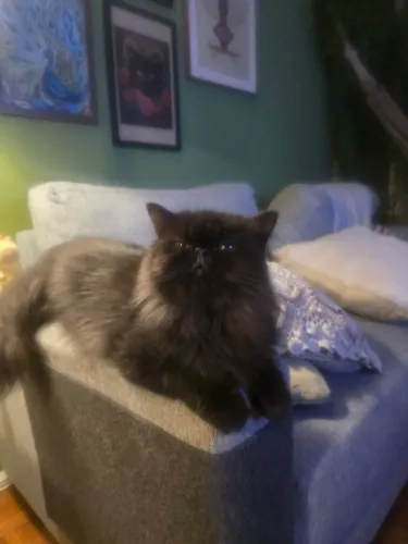 Gato Persa Doação