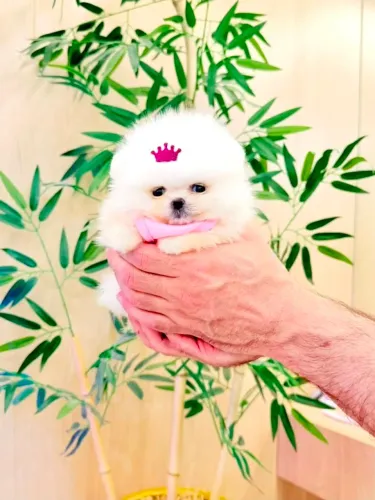 Spitz alemão/ Lulu da pomerania