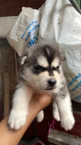 Husky siberiano