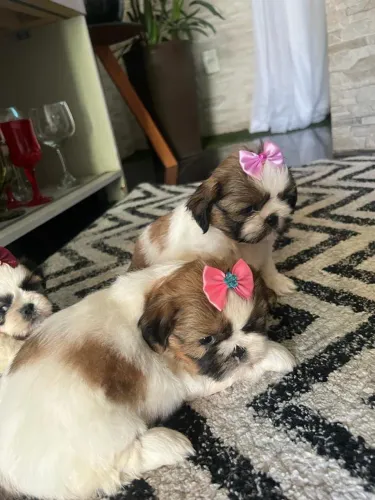 Shih Tzu lindo