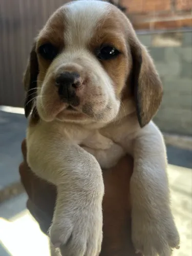 Vendo filhotes de beagle(aceito cartão de crédito)