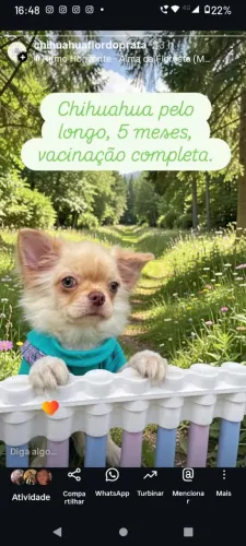 Filhote a venda