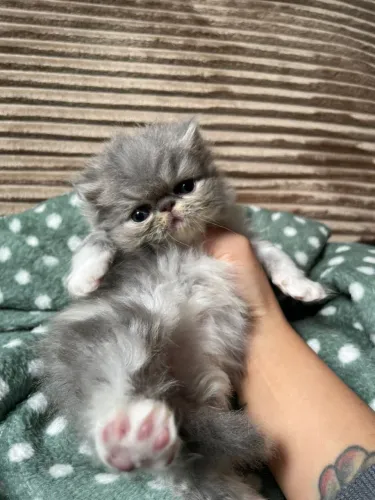 persa machinho bicolor pra reserva 