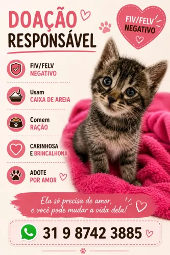 Adoção responsável filhote gata fêmea 
