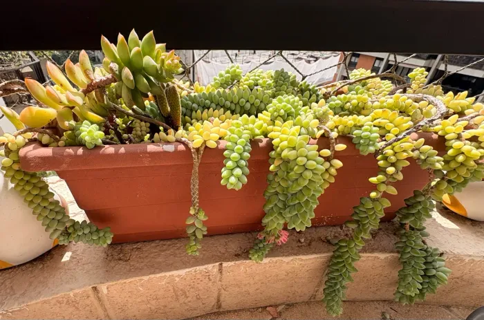 Jardineiras de cactos e suculentas adultas - cultivadas há mais de 5 anos