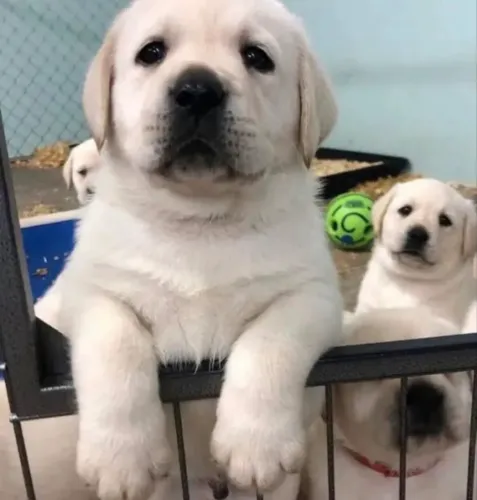 Labrador , Saúde e qualidade garantida!!