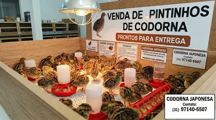 Pintinhos de codorna Japônica
