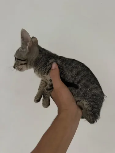 Doação de um gato
