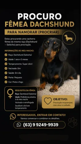 Procura-se namorada da raça dachshund (salsicha)