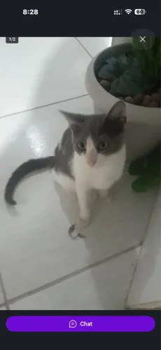 Alguém com uma gatinha dessa pra doar ou negociar no precinho com migo