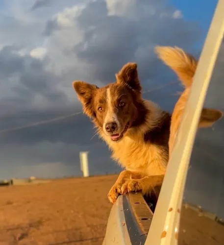Filhotes de Boder Collie 