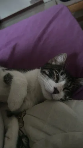 doasse gato