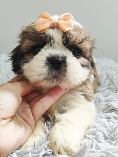 Lhasa Apso pequeno no tamanho, grande no amor