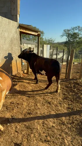 Mini vaca prenha a venda 