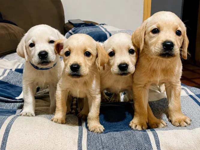 Filhotes de labrador retriever