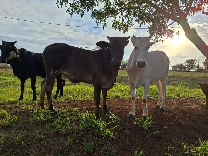 Venda de Gado