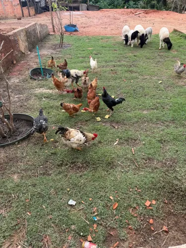 Galinhas 
