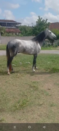 Cavalo tordilho mangalarga marchador 