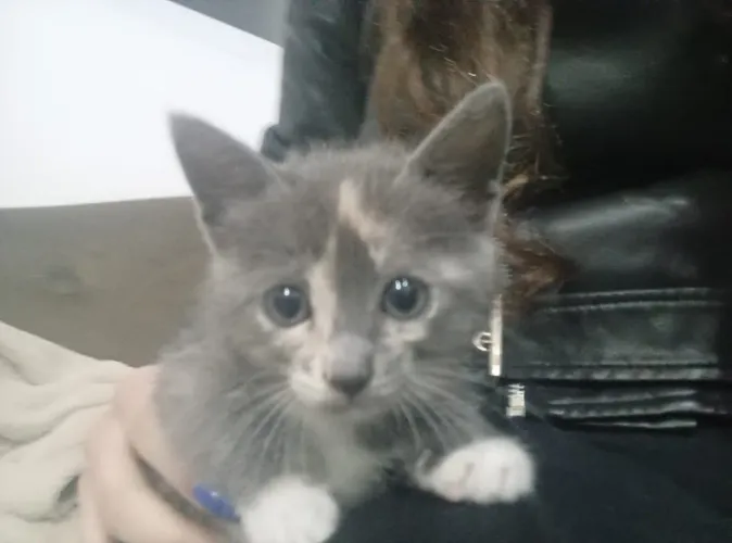 Doaçao de gatinha