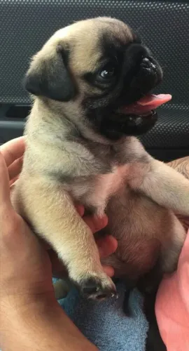 Pug Filhotes