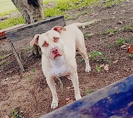 Américan Pitbull terrier fêmea procura um namorado