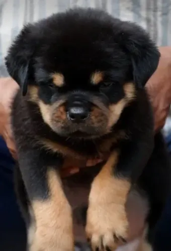 ROTTWEILER - FILHOTES À DISPOSIÇÃO