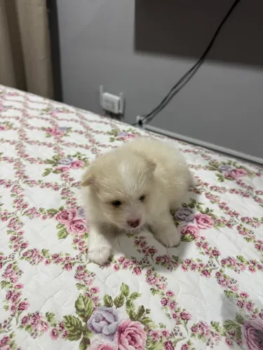 Spitz Alemão -  legítimo Lulu da pomerânia 