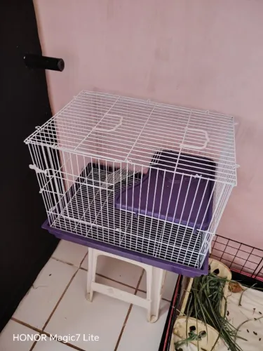 Gaiola para porquinho da índia