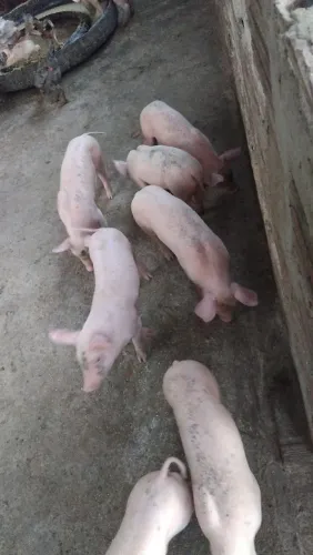 Porco a venda ?