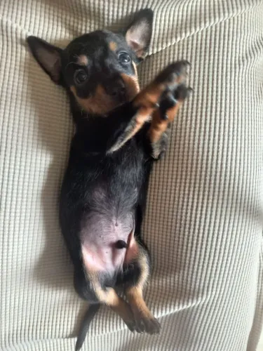Pincher cachorro
