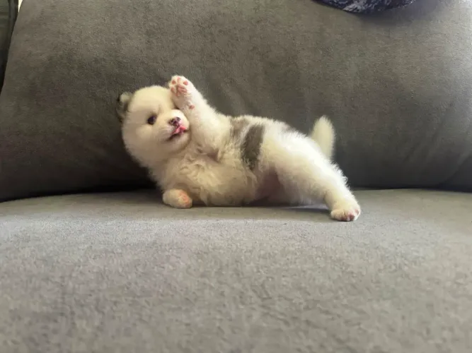 Filhote de pomsky 