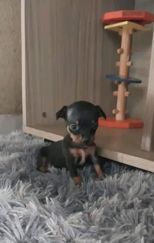 Pinscher fêmea zero 0 pra quem quer muito mas muito pequena msm