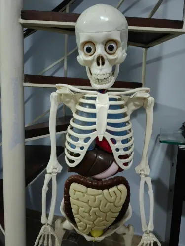Esqueleto Corpo Humano coleção completa