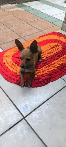 Vendo pinscher 