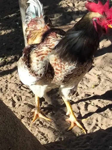 Galo gsb 