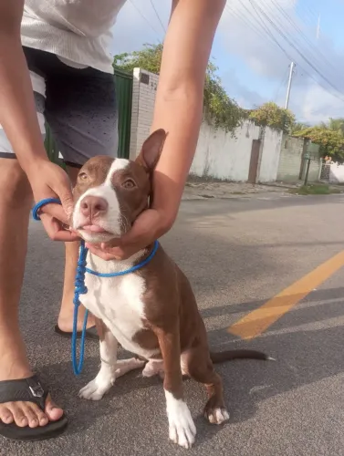 Cachorro da raça Pitbull para venda ou troca de algo do interesse 