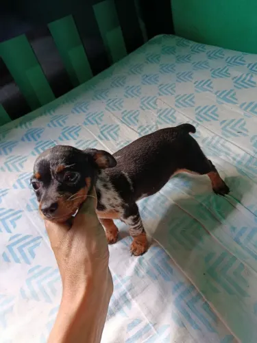 PINSCHER EXÓTICO BLACK MERLE