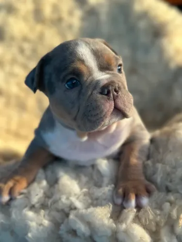 Filhote de American bully merlim 