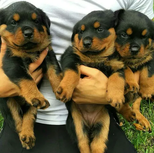 Rotweiller grandões e inteligentes
