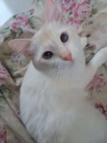 Gata para adoção