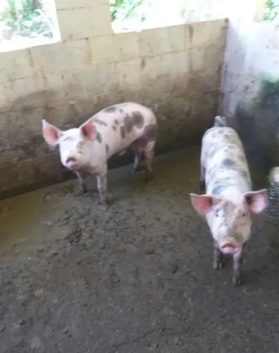 Animais