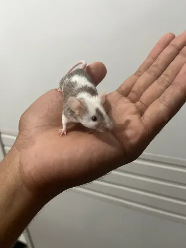 Camundogo