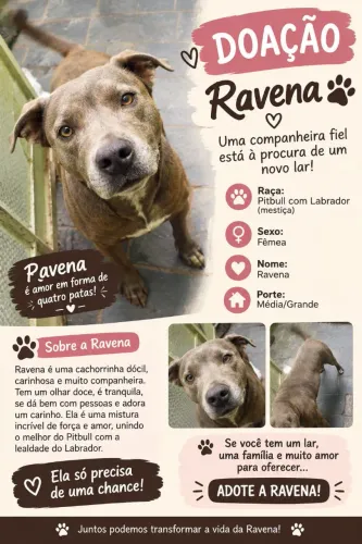 Doação de um cachorro do sexo fêmea 