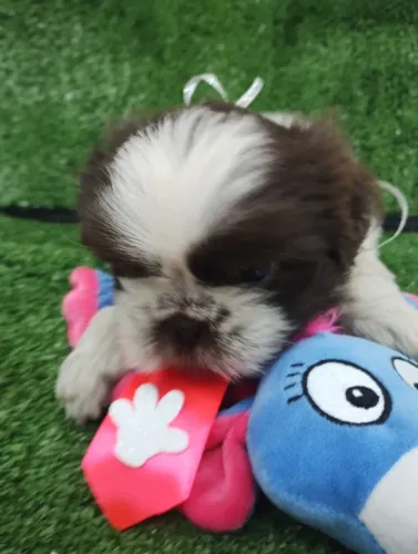 Shih Tzu : O encanto e Companheirismo, que vc Precisa!