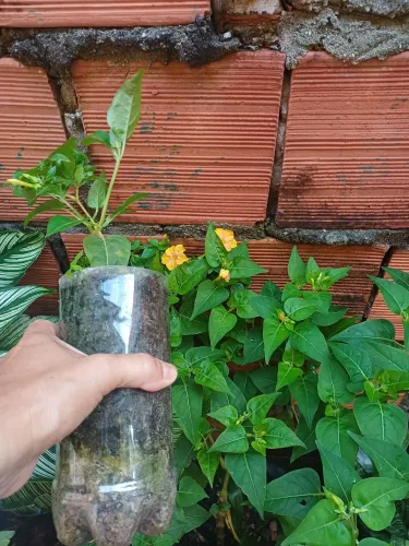 Mudas da flor maravilha amarela e rosa