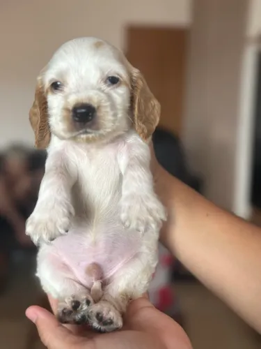 Cachorro cocker machinho