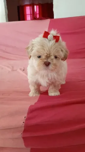 Shihtzu femea focinho chocolate valor na descrição do anuncio 