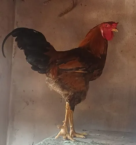 Galo Caipira à Venda