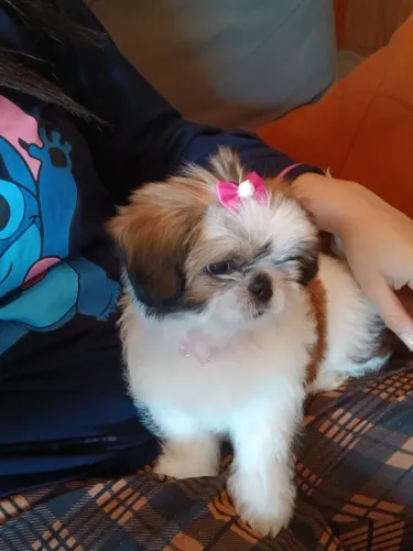Vende-se shih tzu femea filhote