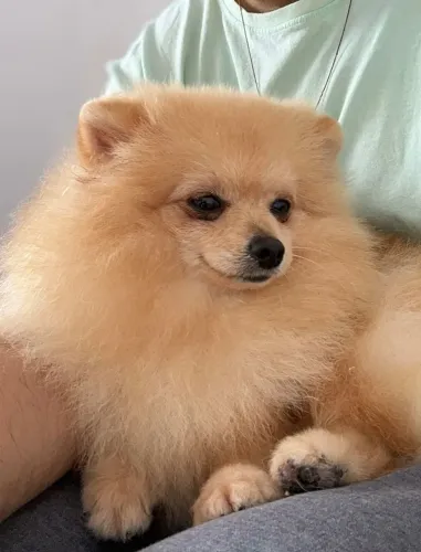 Lulu macho